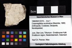 Foto (Objket + Etiketten) von Cracensigillatus acutirostrus (Moericke, 1889) 